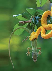 Picture of a yellow snake eating a lizard