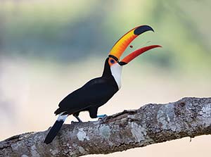 A picture of a toucan eating a berry