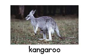 kangaroo-Letter-Picture-card