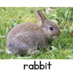 rabbit letter picture card