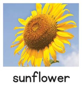 Sunflower Compound Word