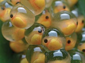 frog eggs