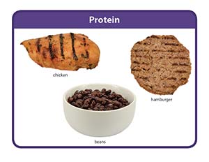 Protein Food Groups