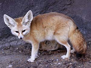 Fennec Fox