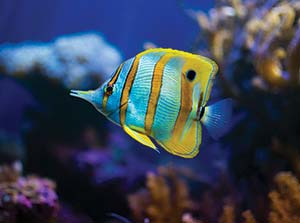 Picture of a colorful fish swimming