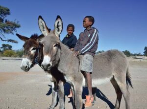 boys riding donkey