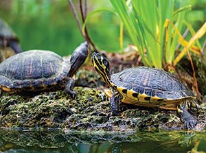 Picture of two turtles standing near water