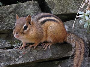 Picture of a chipmunk