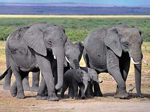 Picture of a herd of elephants