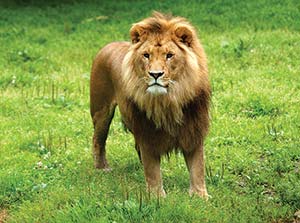 Picture of a lion