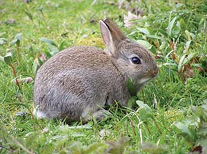 Picture of a rabbit