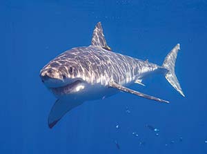 Picture of a shark in the ocean