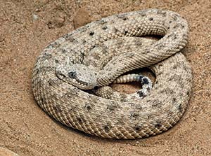 Picture of a brown desert snake