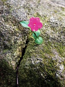 Picture of a small flower growing out of a crack in a rock