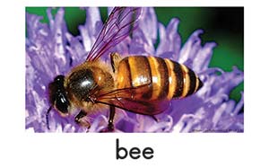 bee