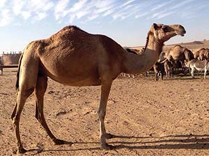 Picture of a camel in the desert