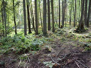 Forest Habitat