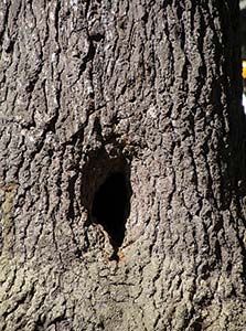 tree with small hole