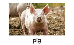 pig picture card