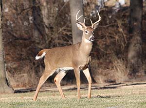 Picture of a deer with antlers