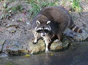 Picture of a raccoon