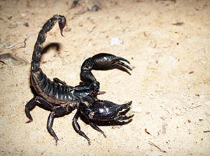 A picture of a scorpion