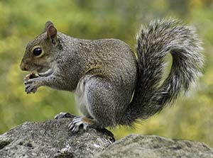 Picture of a squirrel