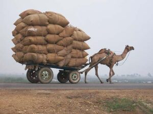 camel pulling a load