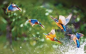 Picture of birds splashing on the surface of the water while flying