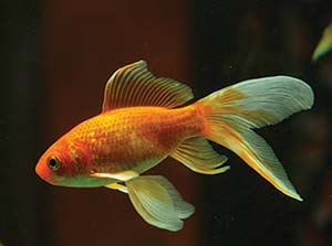 Picture of a goldfish