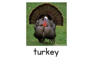 Turkey picture card