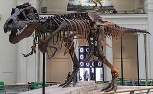 A picture of a Tyrannosaurus Rex on display at a museum