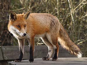 Picture of a fox