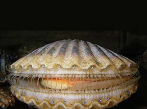 Picture of a slightly open scallop