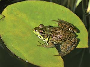 Picture of a frog sitting on a lily pad