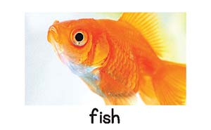 fish picture card