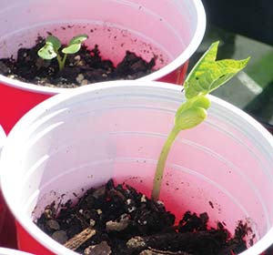 bean plant in cup