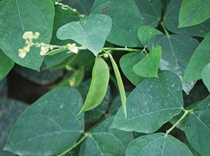 bean plant