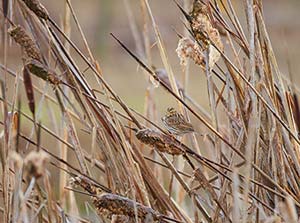 Picture of a bird in a field of cattails