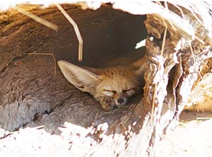 Fennec Fox in a burrow