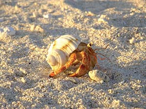 Picture of a hermit crab in the sand