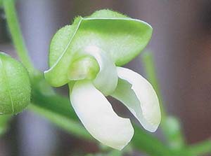 lima bean flower