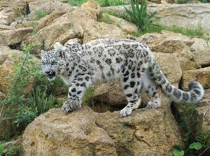 Snow Leopard