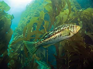 Picture of a kelp bass swimming in a kelp forest