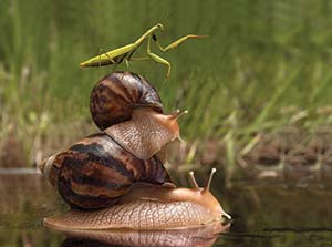 Picture of two snails and a mantis stacked on top of each other