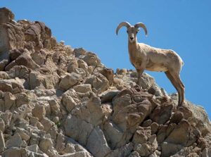 Mountain Sheep