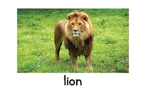 lion