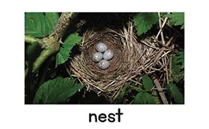 nest picture card