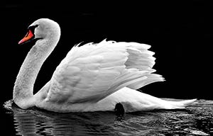 Picture of a white swan swimming in a lake