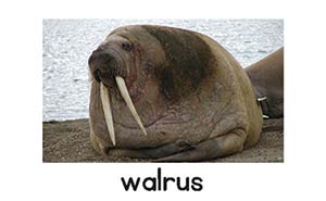 walrus picture card